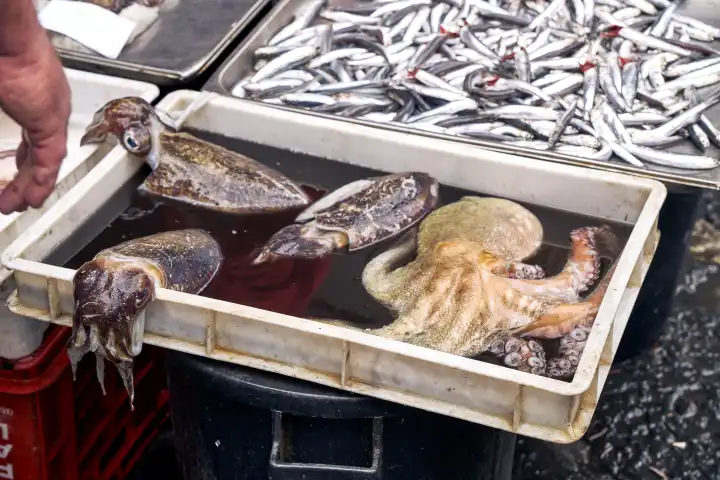 Tintenfische und Meeresfrüchte auf einem Fischmarkt in Catania in Italien