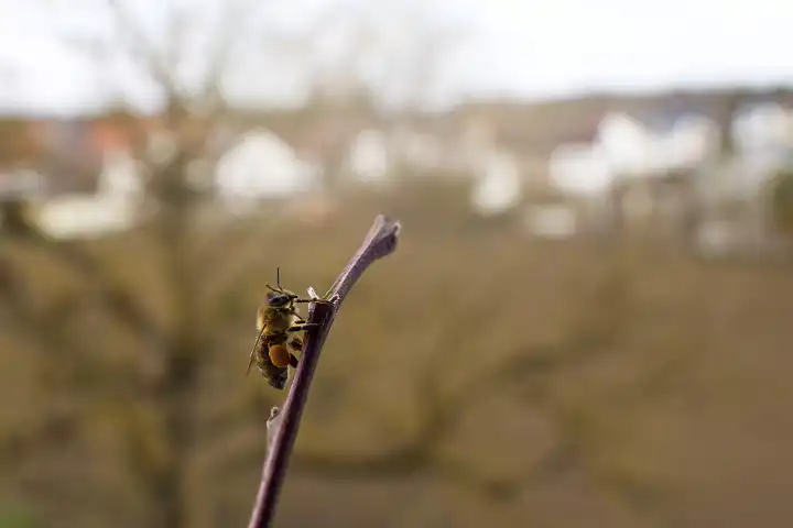 Nahaufnahme von einer Biene auf einem Ast