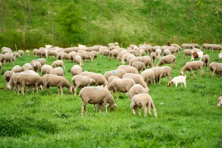 Schafherde auf der Weide. Schafe beim fressen von Gras auf einer Wiese