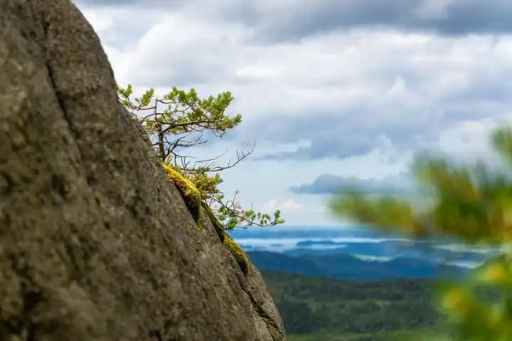 Ein kleiner Baum wächst aus dem Gebirge in Norwegen mit Blick auf die Landschaft Norwegens