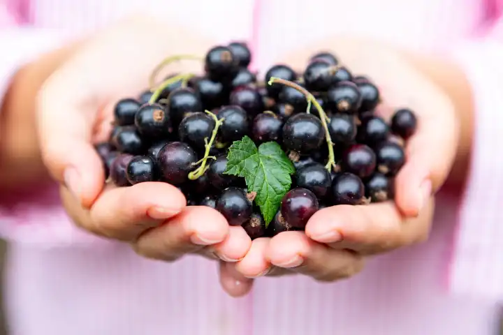 7 July 2022: A woman holds freshly picked blackcurrants in her hand