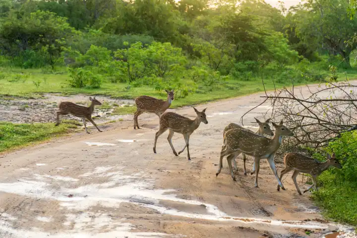 7 December 2023: Deer crossing the road in the forest