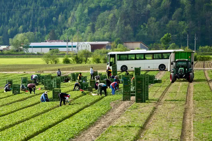 Innsbruck, Austria - May 1, 2024: Harvest workers who were brought to the agricultural field by bus while harvesting fruit or vegetables in a field. Seasonal workers packing harvested produce into green boxes next to a tractor