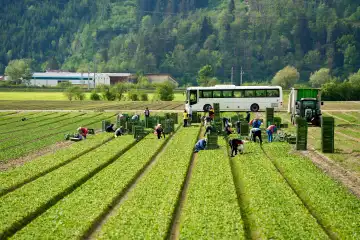 Erntehelfer die mit einem Bus zum landwirtschaftlichen Feld gebracht wurden bei der Ernte von Obst oder Gemüse auf einem Acker. Saisonarbeiter packen geerntetes in grüne Kisten neben einem Traktor