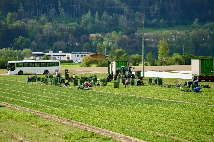 Erntehelfer die mit einem Bus zum landwirtschaftlichen Feld gebracht wurden bei der Ernte von Obst oder Gemüse auf einem Acker. Saisonarbeiter packen geerntetes in grüne Kisten neben einem Traktor
