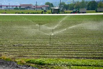 Sprinkleranlage gießt Pflanzen mit frischem Wasser auf einem landwirtschaftlichen Feld. Anbaufläche für Obst und Gemüse mit Bewässerungsanlage
