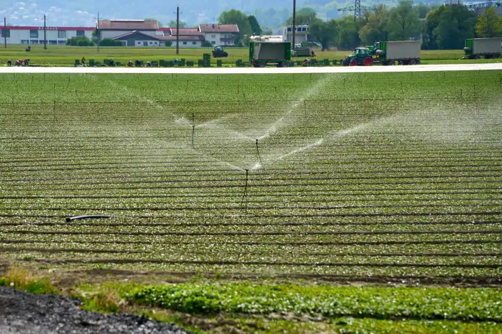 Innsbruck, Austria - May 1, 2024: Sprinkler system waters plants with fresh water in an agricultural field. Growing area for fruit and vegetables with irrigation system