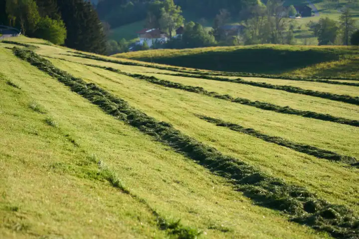 Gemähtes Gras in Linien zur Tierfutter Silo Produktion auf einem landwirtschaftlichen Feld im Allgäu
