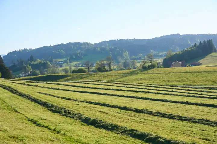 Gemähtes Gras in Linien zur Tierfutter Silo Produktion auf einem landwirtschaftlichen Feld im Allgäu