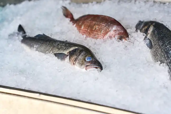 Frischer Fisch in einer Auslage vor einem Restaurant auf Santorini in Griechenland. Fisch gekühlt mit Eiswürfeln
