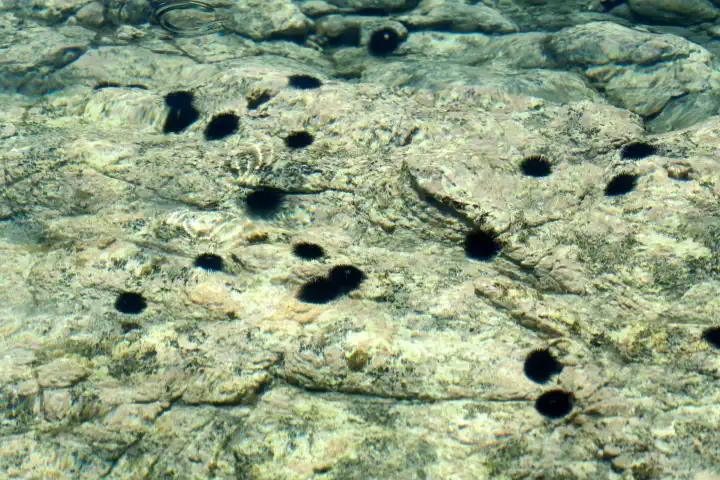 Seeigel auf Steinen am Ufer des Meeres auf Mykonos in Griechenland. Echinoidea