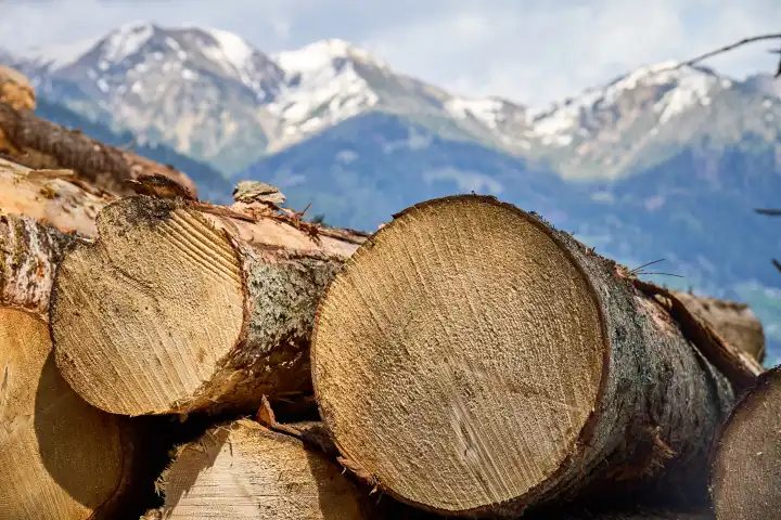 Brennholz Baumstämme gestapelt im Wald mit blick auf die Berge von Tirol