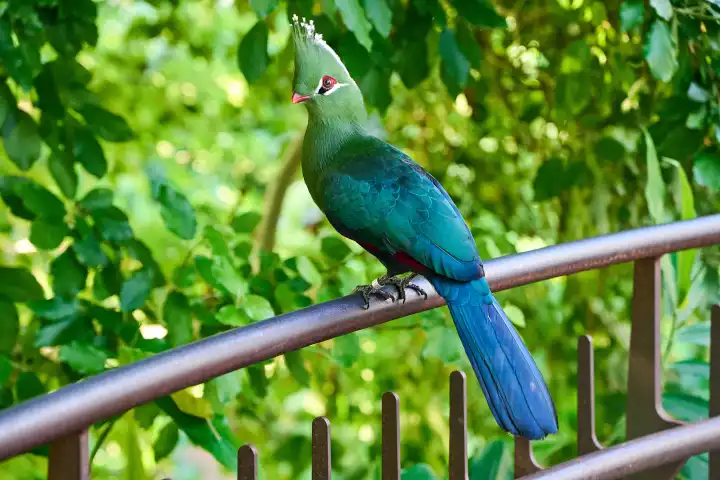 Schalowturakos (Tauraco schalowi) Vogel vor grünen Büschen