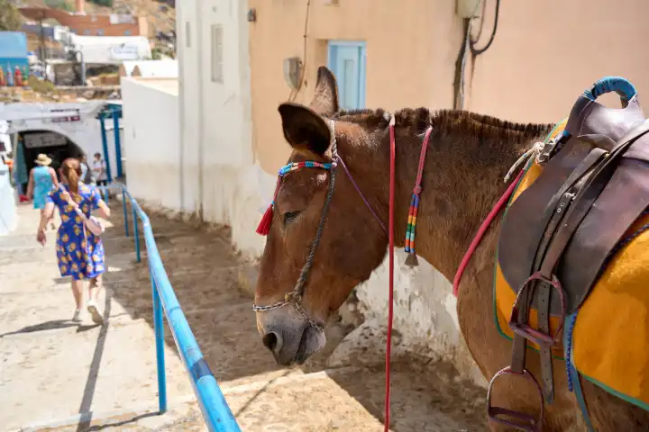 Touristenattraktion die Esel auf den berühmten Stufen der Stadt Thira auf der Insel Santorini in Griechenland