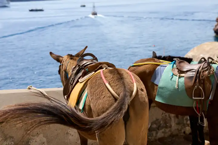 Touristenattraktion die Esel auf den berühmten Stufen der Stadt Thira auf der Insel Santorini in Griechenland