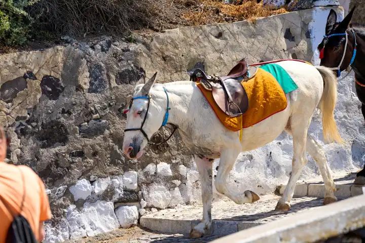 Traditionelle Esel auf den berühmten Stufen der Stadt Tira auf Santorini laufen die Stufen hinab. Esel auf den Treppenstufen zwischen Thira Hafen und dem Bergdorf mit bunten Satteln