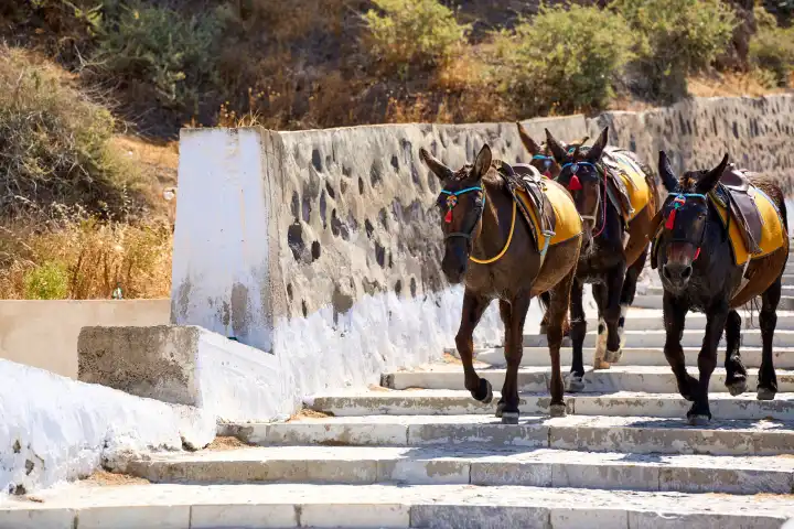 Traditionelle Esel auf den berühmten Stufen der Stadt Tira auf Santorini laufen die Stufen hinab. Esel auf den Treppenstufen zwischen Thira Hafen und dem Bergdorf mit bunten Satteln