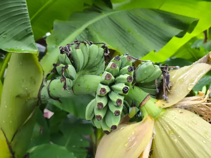 gelbe und grüne Bananen wachsen an einem Bananenbaum bzw. einer Bananenstaude in der Gemeinde Nago-Torbole am Gardasee. Die Obstpflanze, bzw. Beeren lieben das Klima und die Wärme Italiens. 