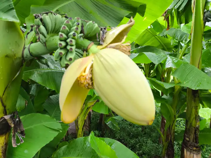 Torbole, Lake Garda, Italy - June 25, 2024: yellow and green bananas grow on a banana tree or banana plant in the municipality of Nago-Torbole on Lake Garda. The fruit plant and berries love the climate and warmth of Italy.