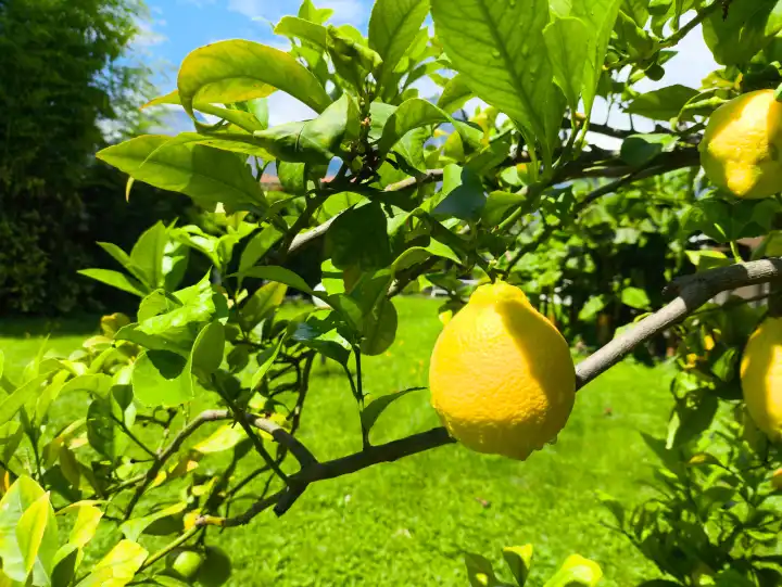 gelbe und grüne Zitronen wachsen an einem Zitronenbaum in der Gemeinde Nago-Torbole am Gardasee. Die Zitrusfrüchte lieben das Klima und die Wärme Italiens. 