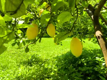 gelbe und grüne Zitronen wachsen an einem Zitronenbaum in der Gemeinde Nago-Torbole am Gardasee. Die Zitrusfrüchte lieben das Klima und die Wärme Italiens. 