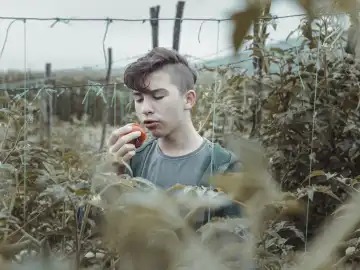 Teenager Boy Eating Fresh Picked tomato at Green Plantation