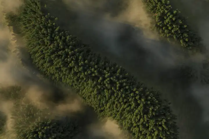 In Nebel eingehüllter Wald aus der Vogelperspektive