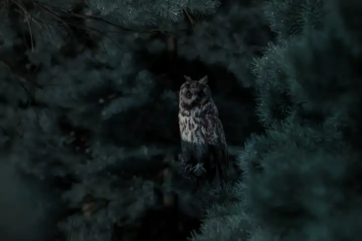 Long-eared owl sitting in the branches of a coniferous forest at night