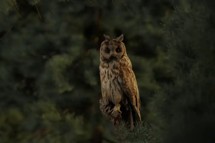 Long-eared owl sitting in the branches of a coniferous tree in the evening light