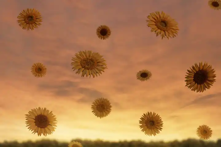Herunterfliegende Sonnenblumen im abendlichen Sonnenlicht