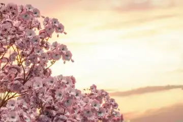 Japanische Kirschblüte im abendlichen Sonnenlicht. Selektiver Fokus