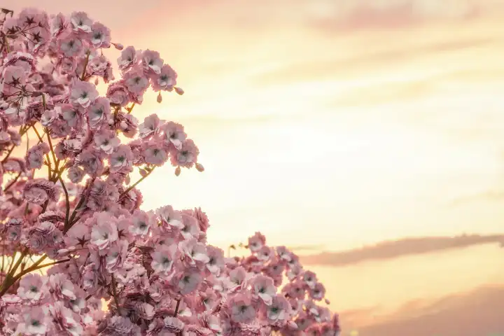 Japanische Kirschblüte im abendlichen Sonnenlicht. Selektiver Fokus