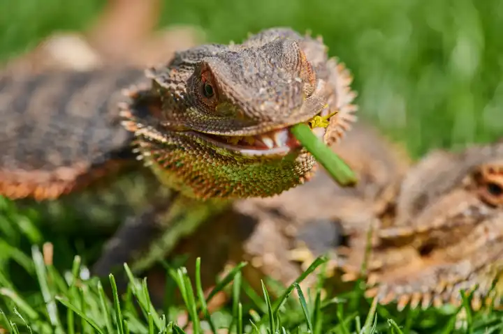 bearded dragon while eating a dandelion flower in the sunshine