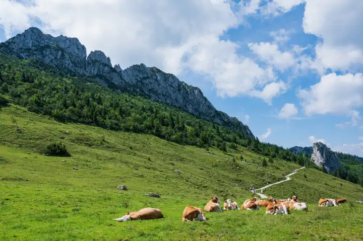 Herd of cows in front of the summit of Kampenwand near Aschau in Bavaria, Germany