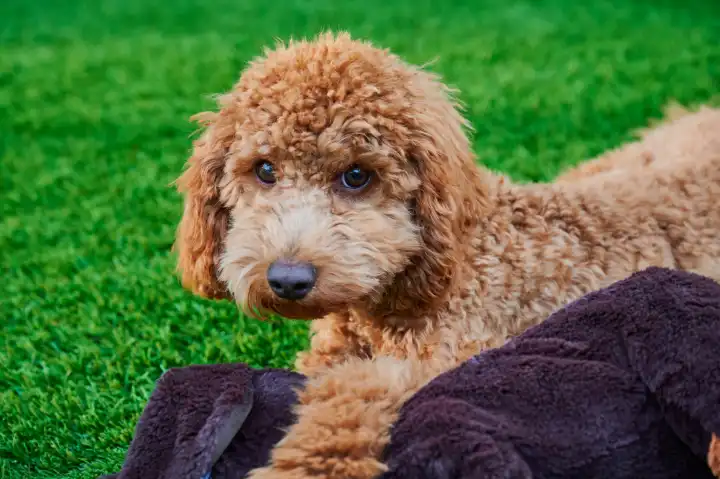 Red-haired miniature poodle freshly groomed in the garden with his cuddly toy