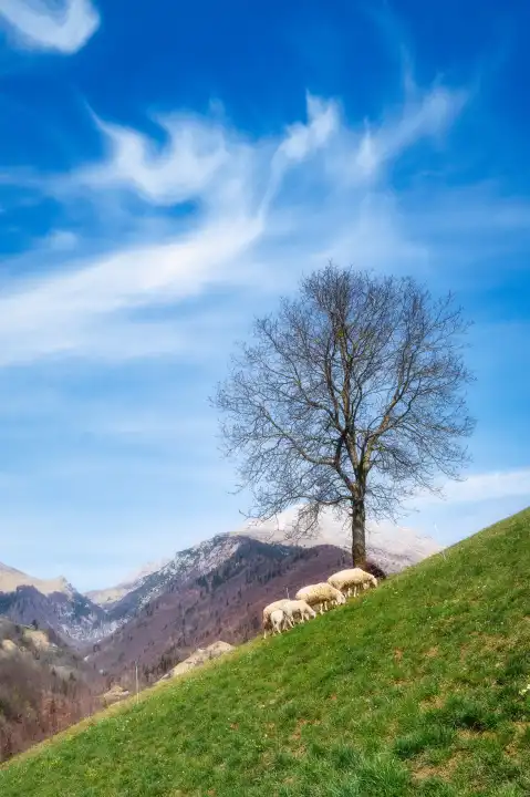 Schafe unter einer Pflanze auf einer Wiese in einer alpinen Landschaft in den Orobie-Alpen in Bergamo Italien