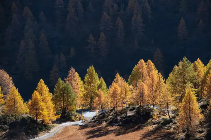 Autumn larch trees beside the road leading to the Bernina Pass in Switzerland's Rhaetian Alps
