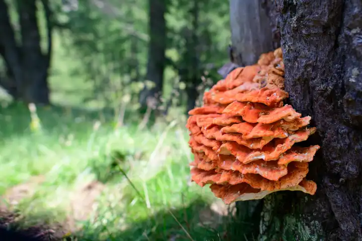 Ganoderma. Exemplar eines orangefarbenen Pilzes auf einem Baum in den Bergen