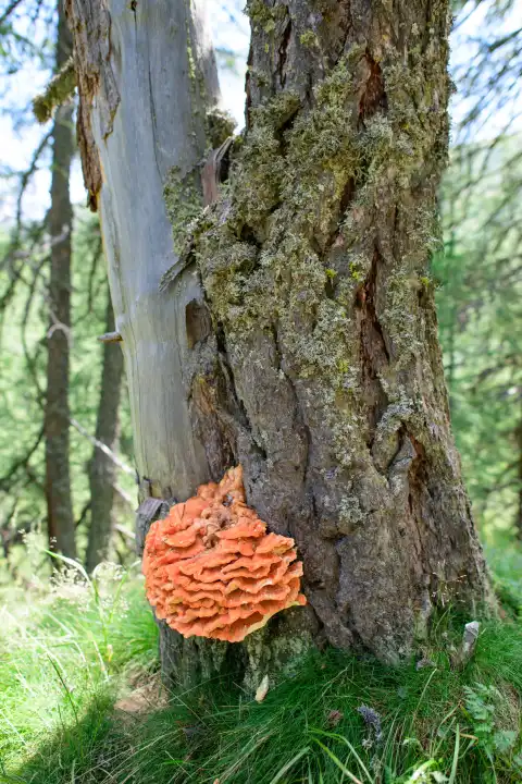 Ganoderma. Exemplar eines orangefarbenen Pilzes auf einem Baum in den Bergen