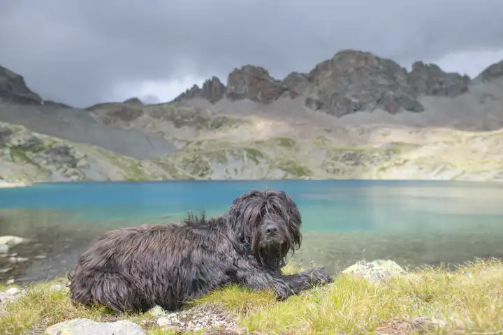 Mountain sheepdog near an alpine lake