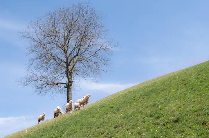Einige Schafe unter einer Pflanze auf einer Wiese