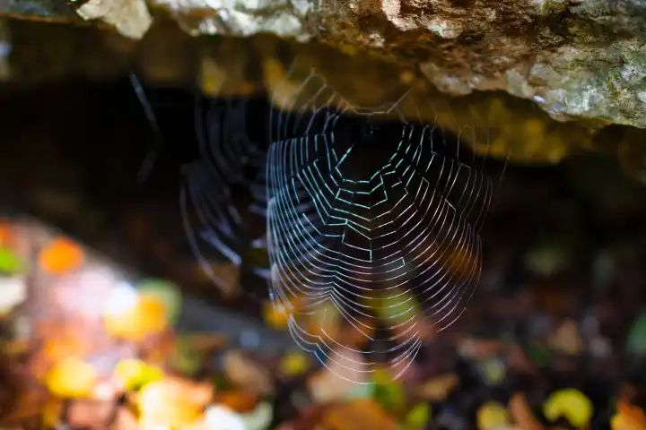 Spinnennetz vor einer Höhle im Fels