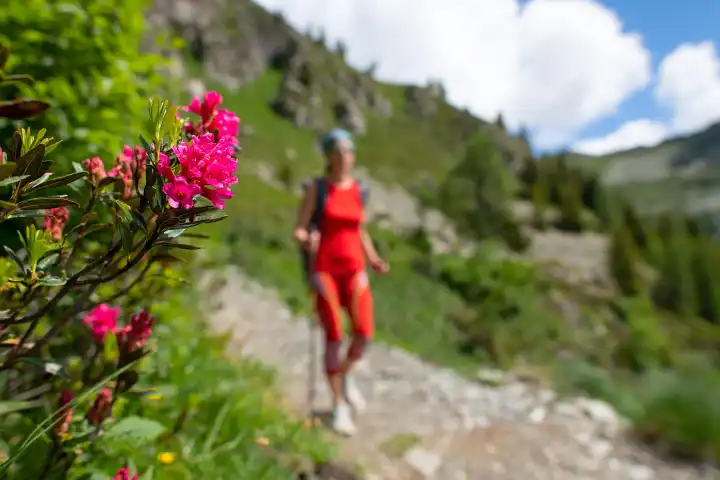 Blumen Rhododendren auf dem Weg, während ein Mädchen auf einem Ausflug vorbei.