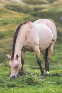 Pferd frisst Gras auf der Wiese in den italienischen Voralpen