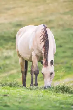 Isabella color horse eats grass in the Italian pre-Alps