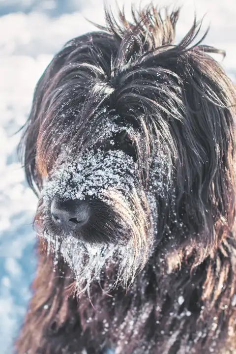 Ein Schäferhund mit schwarzem Fell und einer verschneiten Schnauze