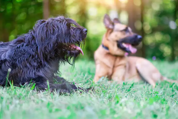 Hunde. bergamasco schäferhund ist ein deutscher schäferhund, der auf der wiese ruht.