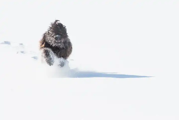 Bergamasco-Schäferhund schwarz läuft im Neuschnee