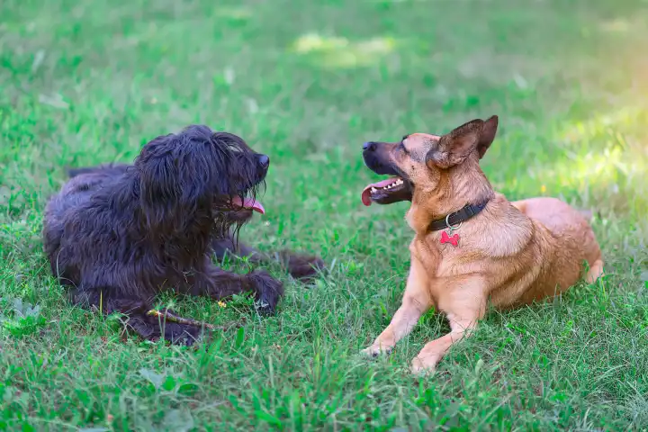 Hunde. bergamasco schäferhund ist ein deutscher schäferhund.