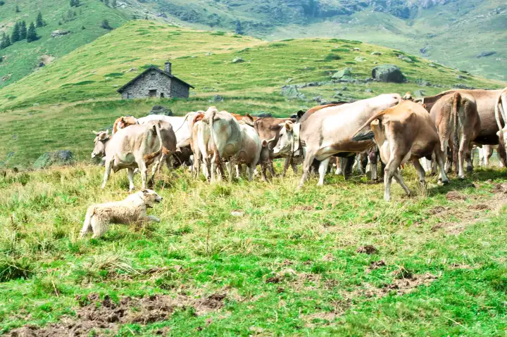 Bergamo Shepherd dog works to bring together a herd of cows